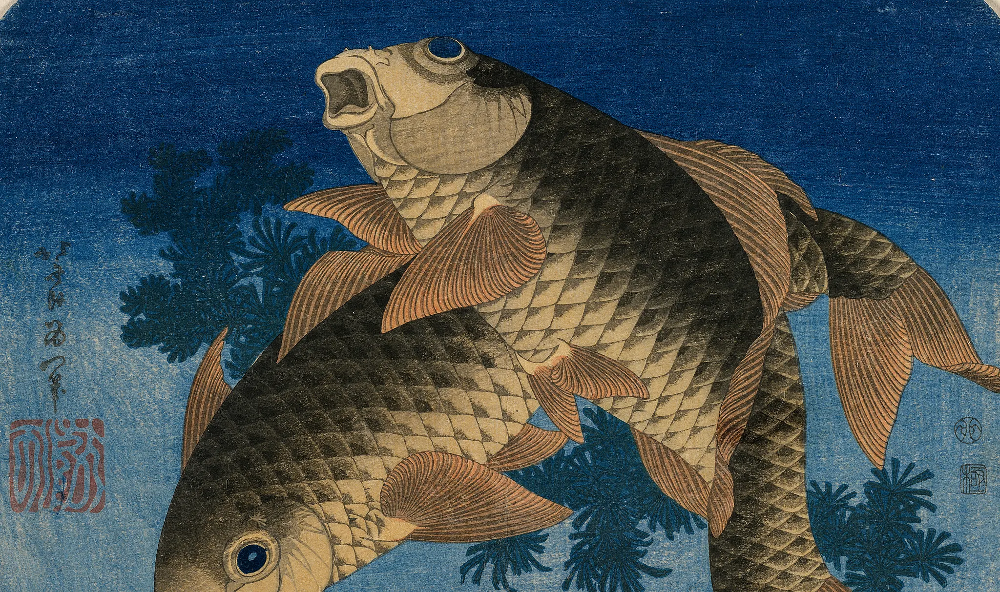 Katsushika Hokusai'nin mavi zemin üzerinde yüzen iki koi balığı gravürü